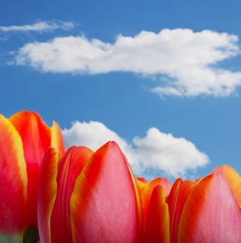 The tops of tulips against blue sky in early spring.