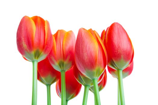 Looking up at a bouquet of fresh orange & yellow spring tulips.  Shot on white background.