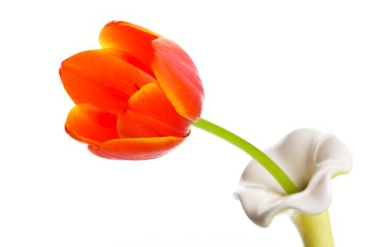 A single orange tulip in a single stem vase.  Shot on white background.