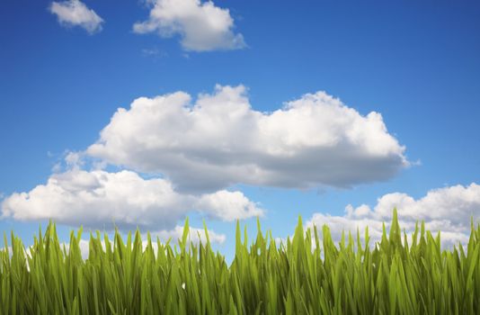 Lush green grass against a cloudy, blue sky.