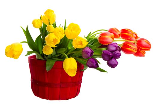 A variety of freshly cut tulips in a bright, red basket.  Shot on white background.