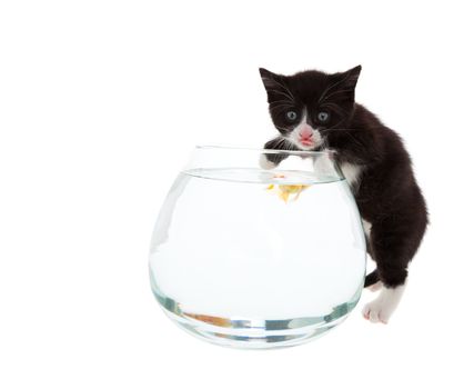 A curious baby kitten samples the water, while a young goldfish hovers barely below the surface, curious about the cat.  