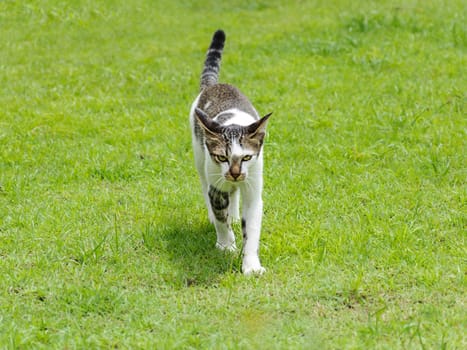 Cat walking on the grass