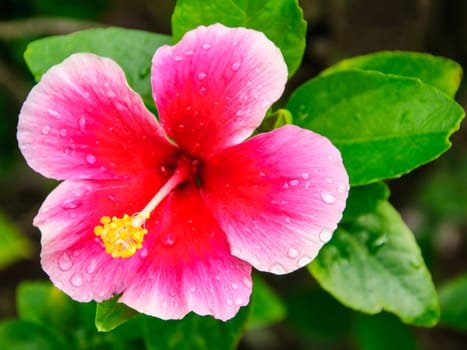 Pink hibiscus flowers with water drop on tree