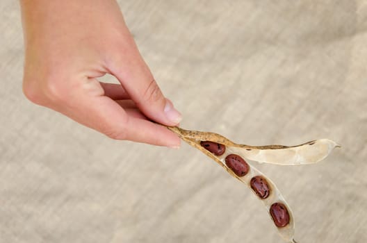 woman hand hold dried bean open pod on linen background