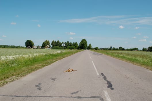 Car killed dead fox animal body lay on rural road.