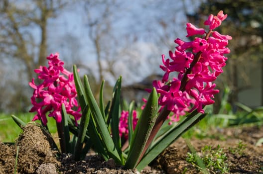 bright pink spring beautiful hyacinth grows on garden earth