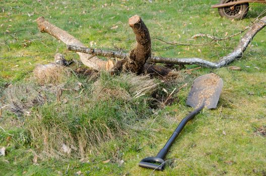 large shovel lie in the yard near the cut tree branches, seasonal spring garden work