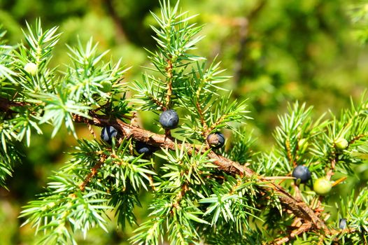 Wacholderbeerzweig mit reifen Beeren Makro
