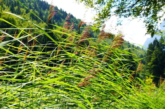 blühendes Schilfgras am Riessersee bei Garmisch-Partenkirchen