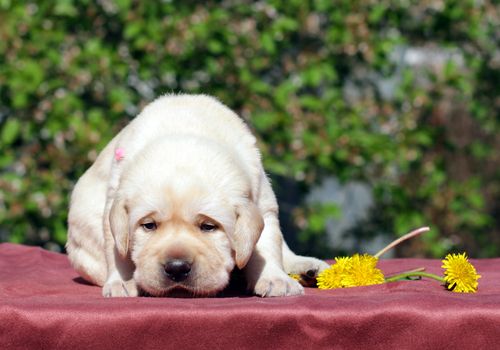 newborn happy yellow labrador puppy in spring with dandelions
