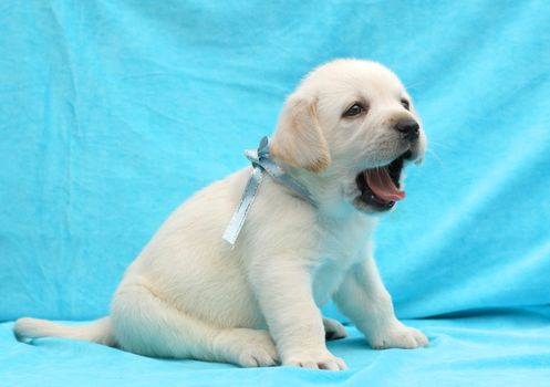yellow labrador puppy sitting on blue background close up