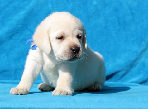 yellow labrador puppy sitting on blue background close up