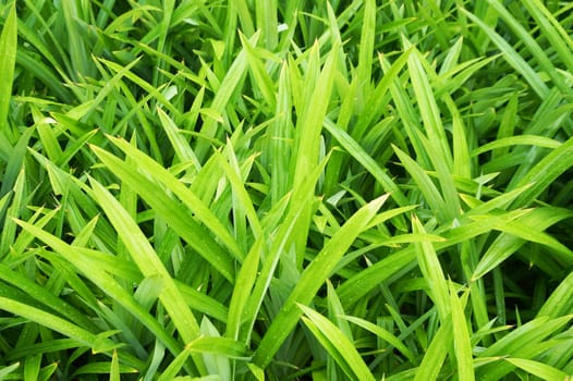 Pandanus leaves are green blade shape, There are no flowers, fragrant scents.                              