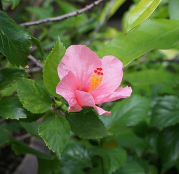 One pink hibiscus flower full bloom on the trees in the park.                               