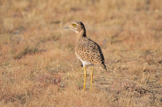 Spotted thick-knee also known as Cape thick-knee, Burhinus capensis