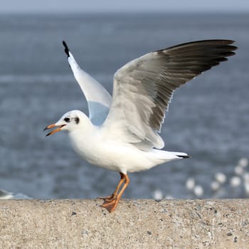 closeup of seagull on beautiful sea background