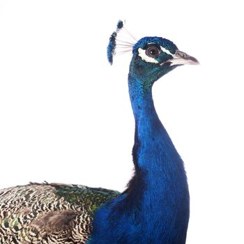 male peacock in front of white background