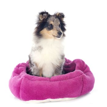 portrait of a purebred shetland puppy in front of white background