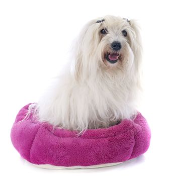 coton de tulear in front of white background