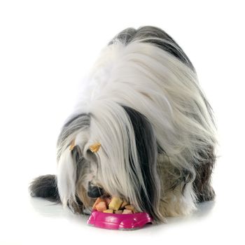 bearded collie in front of white background