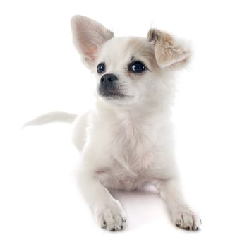 puppy chihuahua in front of white background