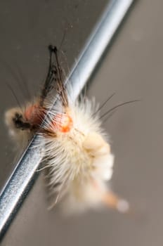caterpillar with white dragon scales macro