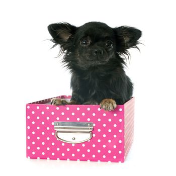 portrait of a cute purebred  puppy chihuahua in front of white background