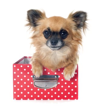 portrait of a cute purebred  puppy chihuahua in front of white background