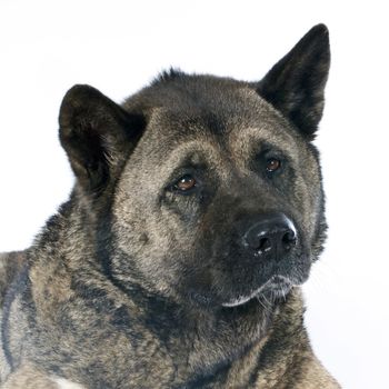 american akita in front of white background