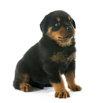 puppy rottweiler in front of white background