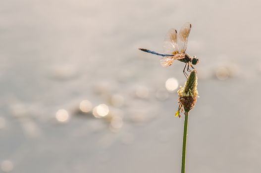 Dragonfly on grass with lake water  background