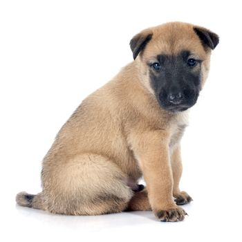 puppy  belgian sheepdog malinois on a white background