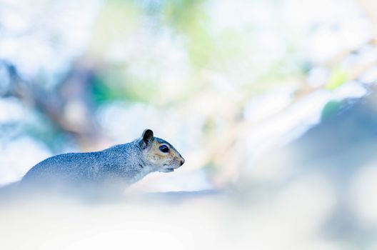 squirrel on the rocks