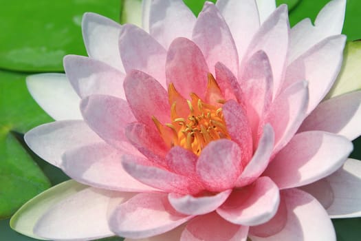 Pink lotus