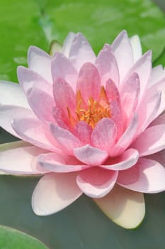 Pink lotus