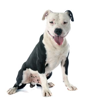 purebred american staffordshire terrier in front of white background