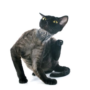 devon rex cat in front of white background