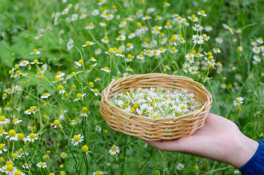 woman hand holding the handmade basket with chamomile healthy herbs on flower nature background