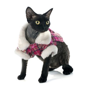 devon rex cat in front of white background