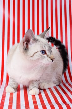 kitten