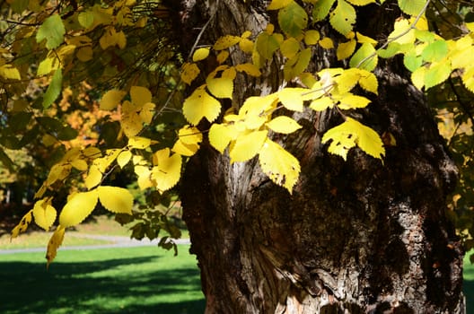 autumn