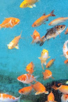 golden fishes
