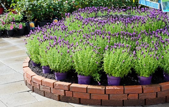lavender