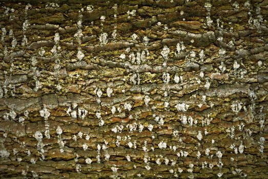 abstract background or texture tree bark with white stains