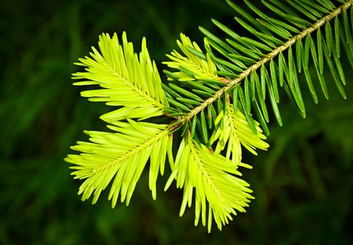 background or texture new light green spruce twig