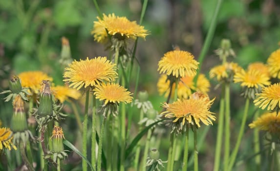  Blooming dandelions on meadow in Russia