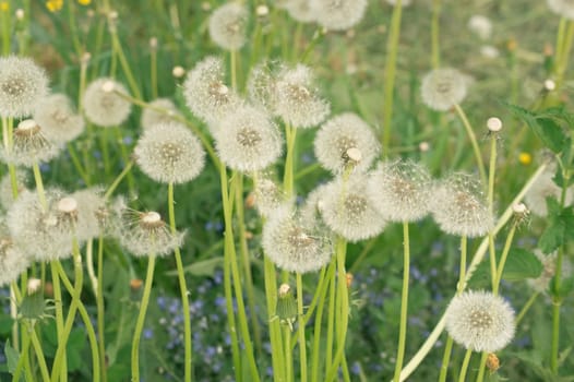 Dandelions on a meadow in the evening light in Russia