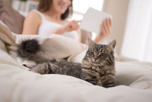 Beautiful cat lying on bed, woman using a tablet on background