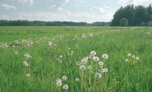 May meadow with dandelions in Russia